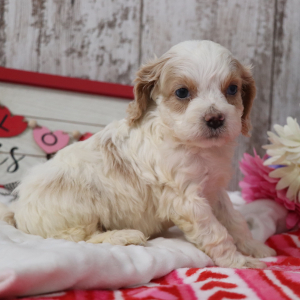 Cockapoo Puppy Lil Man