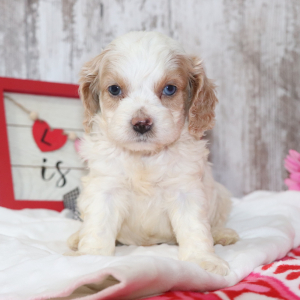 Cockapoo Puppy Lil Man