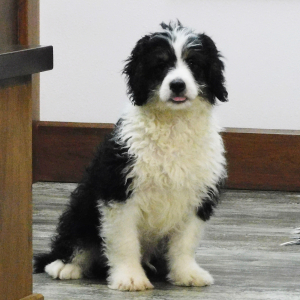 Bernedoodle Puppy Manton