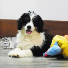Bernedoodle Puppy Manton