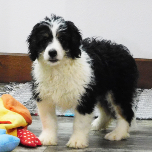 Bernedoodle Puppy Manton
