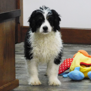 Bernedoodle Puppy Manton