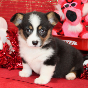 Pembroke Welsh Corgi Puppy Dax