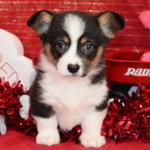 Pembroke Welsh Corgi Puppy Dax