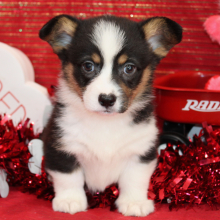 Pembroke Welsh Corgi Puppy Dax