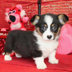 Pembroke Welsh Corgi Puppy Dax
