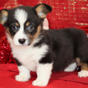Pembroke Welsh Corgi Puppy Dax
