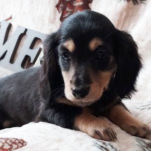 Dachshund Puppy Racer