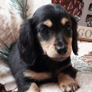 Dachshund Puppy Racer