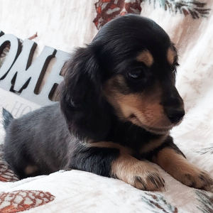 Dachshund Puppy Racer