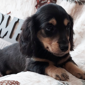 Dachshund Puppy Racer