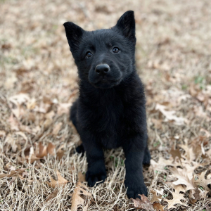 German Shepherd Dog Puppy Rosie