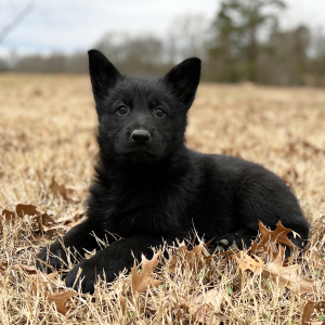 German Shepherd Dog Puppy Rosie