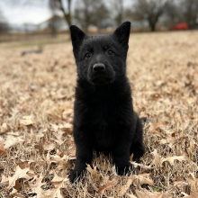 German Shepherd Dog Puppy Rosie