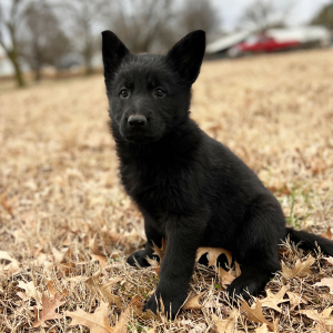 German Shepherd Dog Puppy Rosie