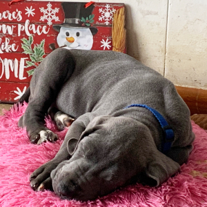 Great Dane Puppy Zendaya