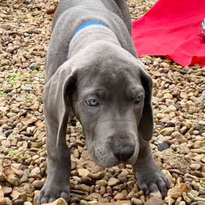 Great Dane Puppy Zendaya