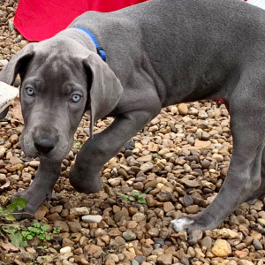 Great Dane Puppy Zendaya