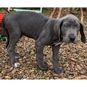 Great Dane Puppy Zendaya