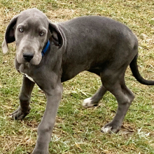 Great Dane Puppy Zendaya