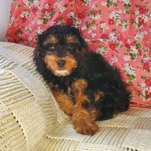 Cavapoo Puppy Chuck