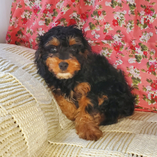 Cavapoo Puppy Chuck