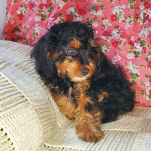 Cavapoo Puppy Chuck
