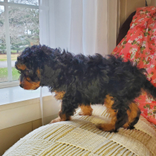 Cavapoo Puppy Chuck