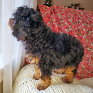 Cavapoo Puppy Chuck