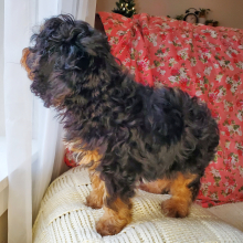 Cavapoo Puppy Chuck