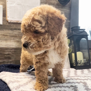 Poodle Puppy Austin