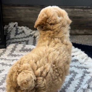 Poodle Puppy Austin