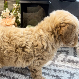 Poodle Puppy Austin