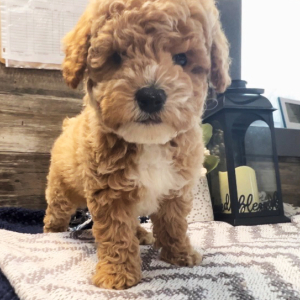 Poodle Puppy Austin