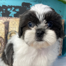 Shih Tzu Puppy Tru