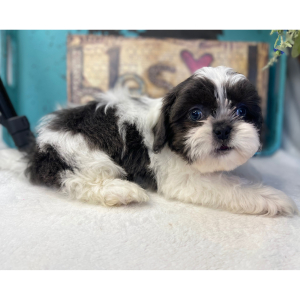Shih Tzu Puppy Tru