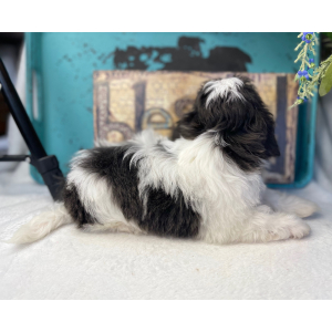 Shih Tzu Puppy Tru