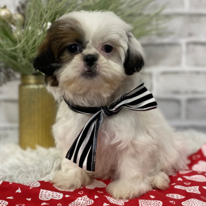 Shih Tzu Puppy Hazel