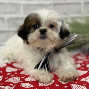 Shih Tzu Puppy Hazel