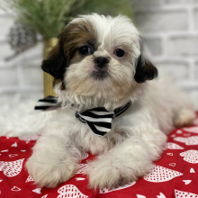 Shih Tzu Puppy Hazel
