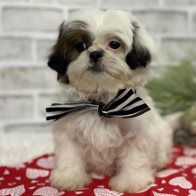 Shih Tzu Puppy Hazel