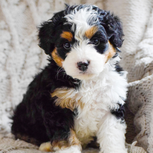 Bernedoodle Puppy Remy