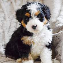 Bernedoodle Puppy Remy