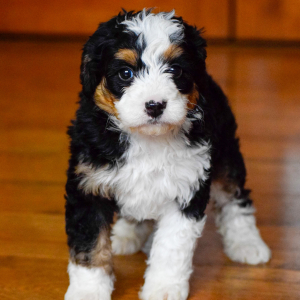 Bernedoodle Puppy Remy