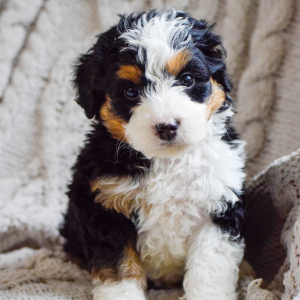 Bernedoodle Puppy Remy