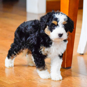 Bernedoodle Puppy Remy