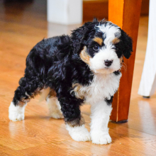Bernedoodle Puppy Remy