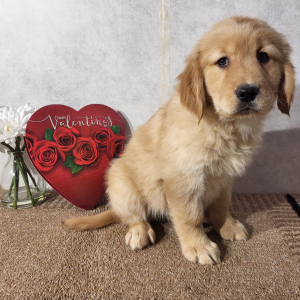 Golden Retriever Puppy Karmen