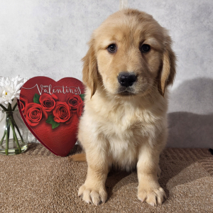 Golden Retriever Puppy Karmen