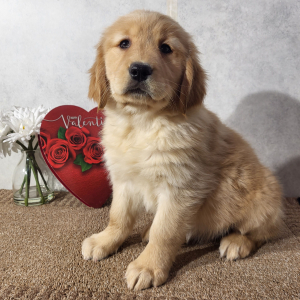 Golden Retriever Puppy Karmen